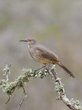 Curve-Billed Thrasher (Toxostoma Curvirostre) on a Branch in South Texas  USA