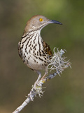 Long-Billed Thrasher (Toxostoma Longirostre) Perched on a Branch  South Texas  USA