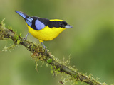 Blue-Winged Mountain-Tanager (Anisognathus Somptuosus) Perched on a Branch