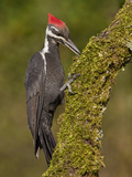 A Pileated Woodpecker (Dryocopus Pileatus) Perched on a Mossy Branch  Victoria Canada