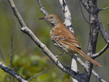 Brown Thrasher (Toxostoma Rufum) Perched on a Branch  Toronto  Ontario  Canada