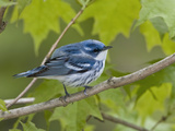 Cerulean Warbler (Dendroica Cerulea) Perched on a Branch  Ontario  Canada