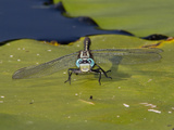 Male Lilypad Clubtail Dragonfly (Arigomphus Furcifer)  Maine  USA