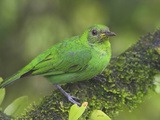 Green Honeycreeper Female  Costa Rica