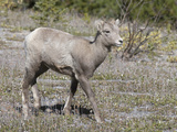 Bighorn Sheep Lamb (Ovis Canadensis) Banff National Park  Alberta  Canada