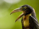 Collared Aracari (Pteroglossus Torquatus)  Costa Rica