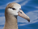 Black-Footed Albatross Head (Phoebastria Nigripes)  Washington  USA