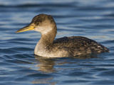Red-Necked Grebe (Podiceps Grisegena) Swimming in the Ocean  Victoria  British Columbia  Canada