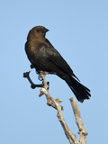 Brown-Headed Cowbird (Molothrus Ater) Male  Texas  USA