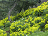 Euphorbia Flowers Growing on the Hillside
