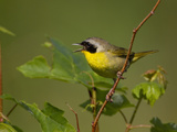 Male Common Yellowthroat (Geothlypis Trichas)