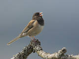 A Dark-Eyed Junco (Junco Hyemalis) Singing on a Branch in Victoria  British Columbia  Canada
