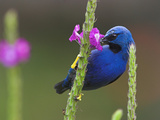 Shining Honeycreeper  Costa Rica