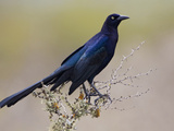 Great-Tailed Grackle (Quiscalus Mexicanus) Perched on a Branch in South Texas  USA