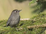 Gray Catbird (Dumetella Carolinensis) Perched on a Branch  Toronto  Ontario  Canada
