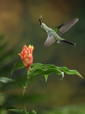 Green-Crowned Brilliant Feeding on Nectar from a Costus Flower (Heliodoxa Jacula)  Costa Rica