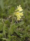 Oxlip (Primula Elatior) Wild Flowers  Hohe Tauern National Park  Austria