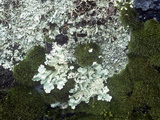 Lichens and Mosses Growing on Rocks  Two Common Nonflowering Plants  North America