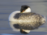 Western Grebe (Aechmophorus Occidentalis) Swimming in the Ocean  Victoria  British Columbia