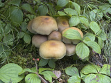 Mushrooms on the Forest Floor  Yoho National Park  British Columbia  Canada