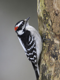 A Downy Woodpecker (Picoides Pubescens) Feeds on a Branch in Toronto  Ontario  Canada