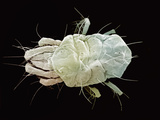 Spider Mite SEM X200
