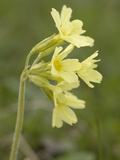 Oxlip (Primula Elatior) Wild Flowers  Hohe Tauern National Park  Austria