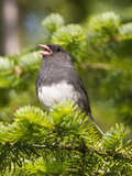 Dark-Eyed Junco (Junco Hyemalis)  New Hampshire  USA