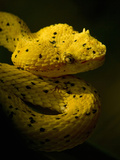 Eyelash Pit Viper (Bothriechis Schlegelii)  Costa Rica