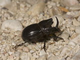Dung Beetle (Copris Arizonensis)  Texas  USA