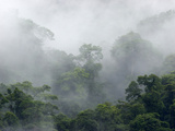 Cloud Forest  Barva Volcano National Park  Costa Rica