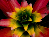 Tank Bromeliad  Costa Rica