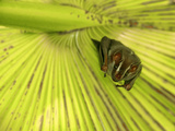 Roosting Bat Face  Costa Rica