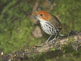 Chestnut-Crowned Antpitta (Grallaria Ruficapillas) Perched on a Branch  Papallacta Pass