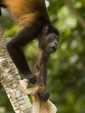 Mantled Howler Monkey (Alouatta Palliata)  Tortuguero  Costa Rica