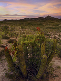 Bougainvillegrowing on an Organ Pipe Cactus (Stenocereus Thurberi) in the Desert at Sunset
