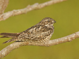 Anthony's Nightjar (Caprimulgus Anthonyi) Perched on a Branch Near the Coast of Ecuador