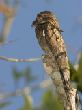 Common Potoo (Nyctibius Griseus)  Costa Rica
