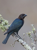 Brown-Headed Cowbird (Molothrus Ater) Perched on a Branch in South Texas  USA