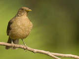 Clay-Colored Robin (Turdus Grayi)  Costa Rica's National Bird