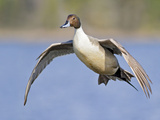 Northern Pintail (Anas Acuta) Flying  Victoria  BC  Canada