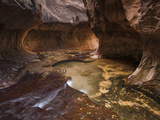 Subway Canyon of the Right Fork of North Creek  Zion National Park  Utah  USA