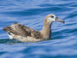 Black-Footed Albatross (Phoebastria Nigripes) Swimming on the Ocean Near Washington  USA
