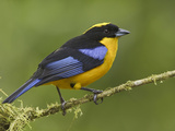 Blue-Winged Mountain-Tanager (Anisognathus Somptuosus) Perched on a Branch