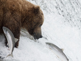 Grizzly Bear (Ursus Arctos Horribilis) Trying to Catch Salmon as They Leap the Falls
