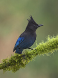 Steller's Jay (Cyanocitta Stelleri) Perched on Mossy Branch  Victoria  British Columbia  Canada