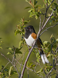 Eastern Towhee (Pipilo Erythrophthalmus) on a Branch in Ontario  Canada