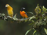 Male and Female Baltimore or Northern Orioles (Icterus Galbula)  Costa Rica