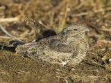 Common Nighthawk (Chordeiles Minor) in Victoria  British Columbia  Canada