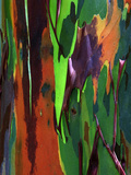 Multicolored Peeling Bark of Rainbow Eucalyptus (Eucalyptus Deglupta)